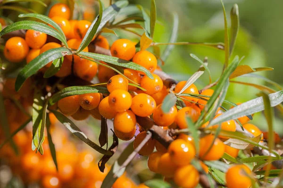 Orange Sea Buckthorn Fruit Heirloom Non Gmo Image