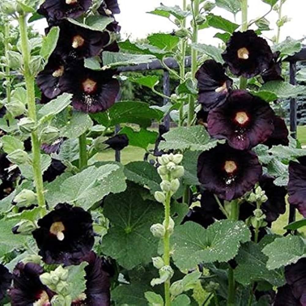 Hollyhock Seeds - Nigra