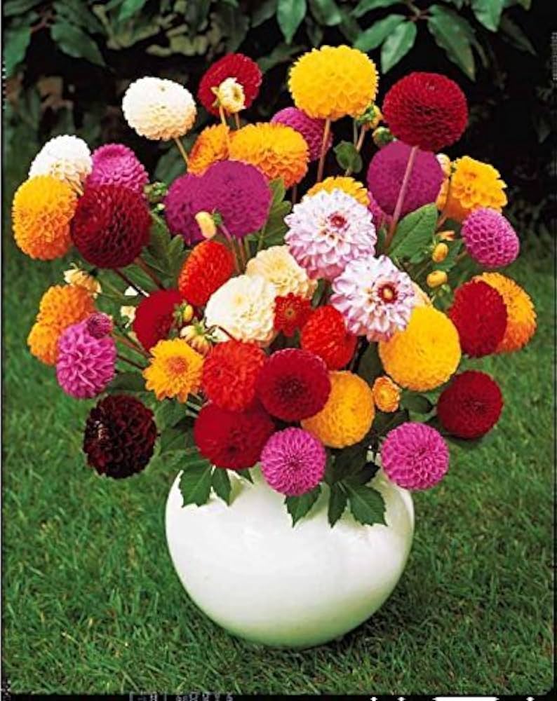 Dahlia Dahlia Pinnata Mixed Flower Seeds for Planting – Great for Colorful Floral Displays in Backyard Gardens