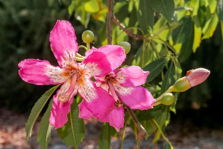 Chorisia Speciosa Flower Seeds for Planting