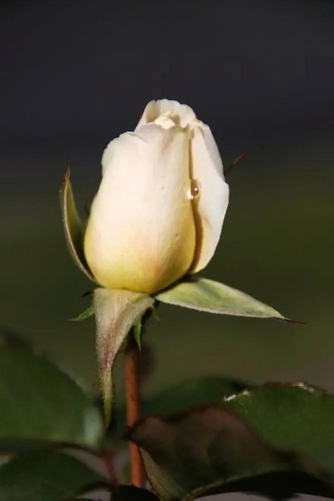 Cream Dragon Rose Plant Seeds for Planting Non-GMO Heirloom Garden Seeds for Your Garden Dhara Seeds