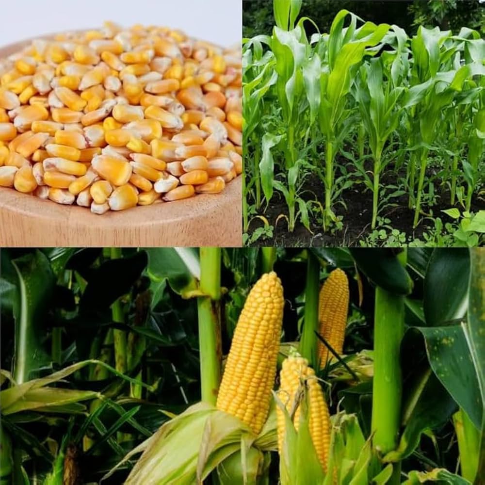 Revelation Hybrid Corn Seeds | Early High-Sugar Bicolor Sweet Corn – Heirloom, Non-GMO, High Germination Organic Garden Seeds