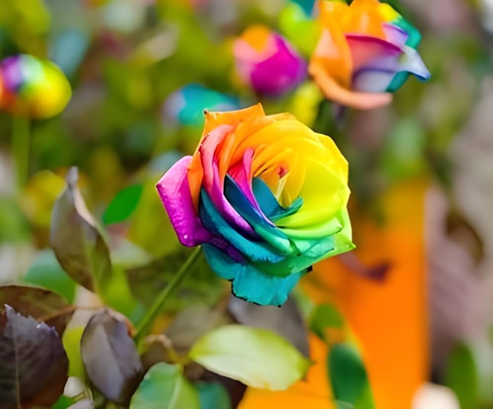 Rainbow Rose Rosa hybrida clear flower seeds for decorative home garden planting