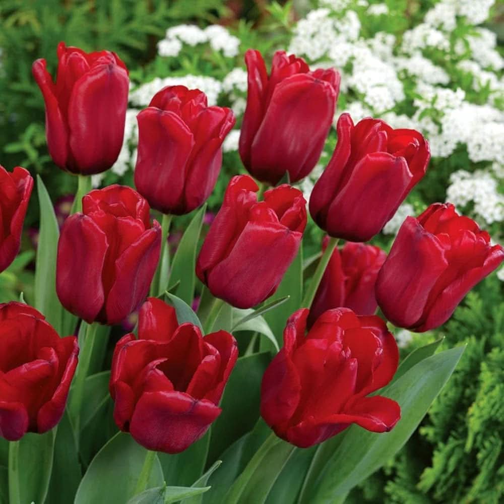 Double Tulip Tulipa gesneriana flower seeds for planting in backyard gardening beds