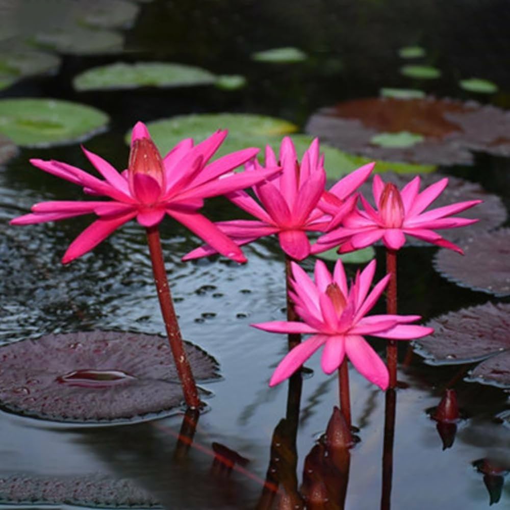 Red Tropical Water Lily Seeds – Stunning, Vibrant Water Lilies for Ponds and Water Gardens