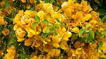 Yellow Bougainvillea Flower Seeds for Planting – Organic, Heirloom & Non-GMO Garden Seeds