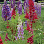 Rainbow lupine flower seeds for home garden