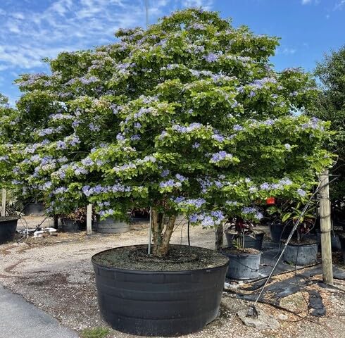 Green Lignum Vitae Tree - Heirloom, Non - Gmo Seeds