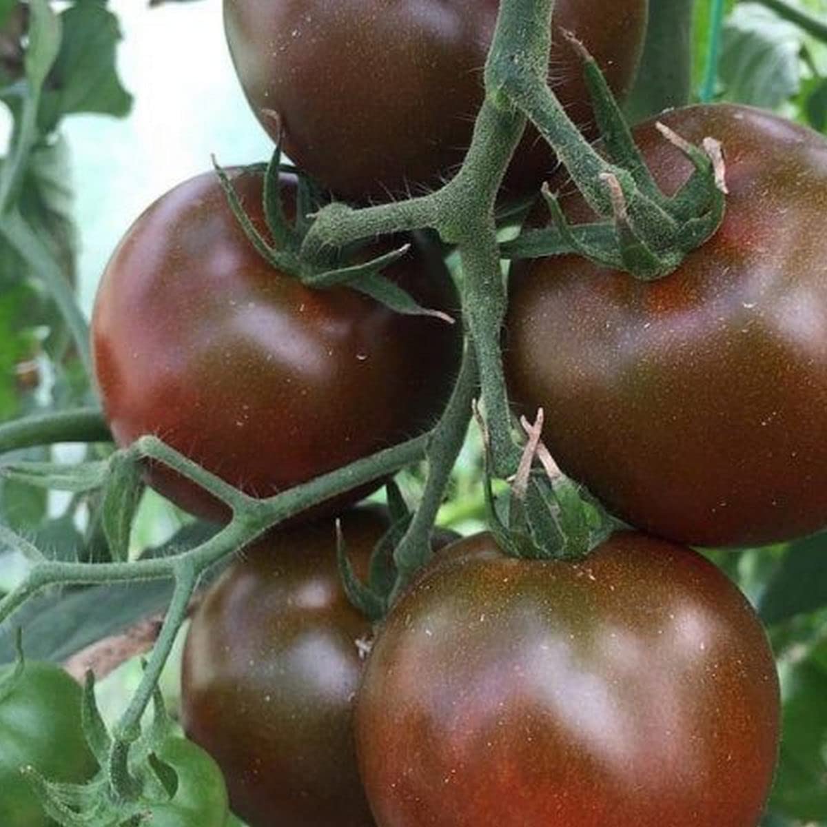 Chocolate Tomato Seeds for Planting Solanum Lycopersicum urban garden gourmet patch