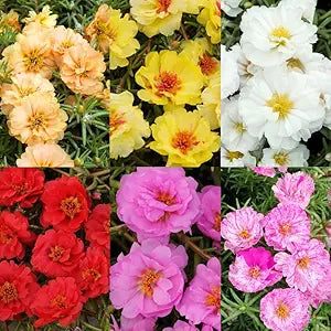 bright ruby red Moss Rose (Portulaca grandiflora 'Ruby Jewel') in full bloom

