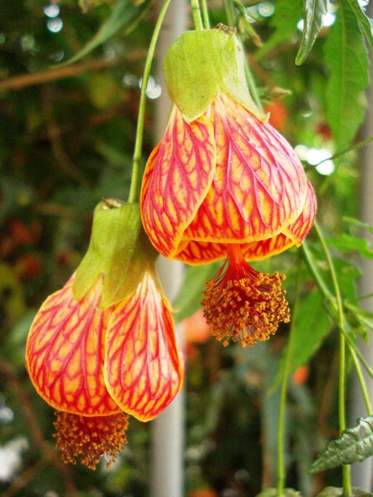 Striatum Flower Yellow Red - Heirloom, Non - Gmo Seeds