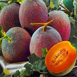 Melon Lesya Cucumis melo seeds for planting in home garden