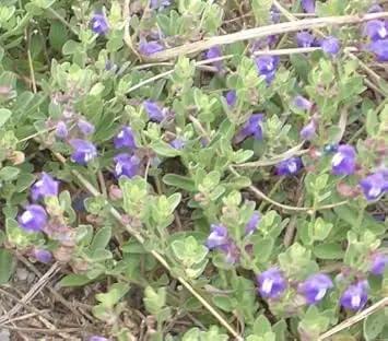 Blue Scutellaria Baicalensis Flower Seeds for Planting NON GMO Seeds Dhara Seeds
