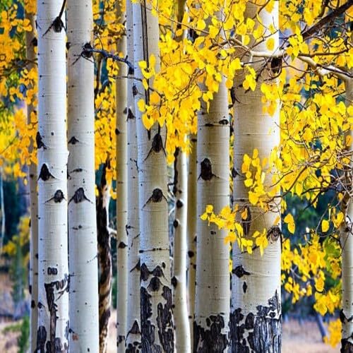 Yellow Quaking Aspen Tree - Heirloom, Non - Gmo Seeds