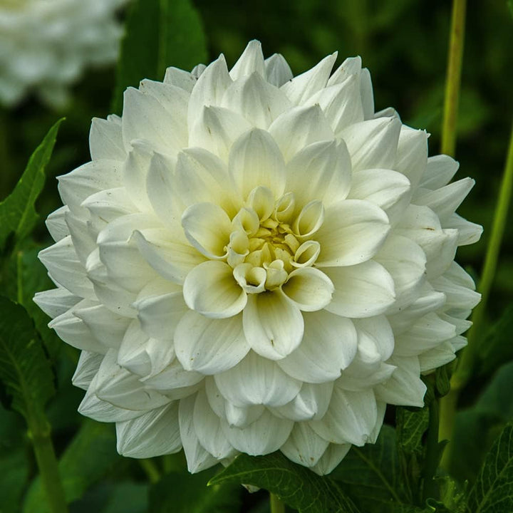 White Swan Dahlia Flower Seeds for Planting, 100