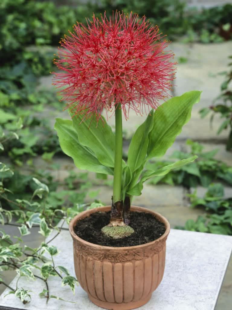 Red Hot Poker Kniphofia uvaria flower seeds for planting in backyard gardening spaces