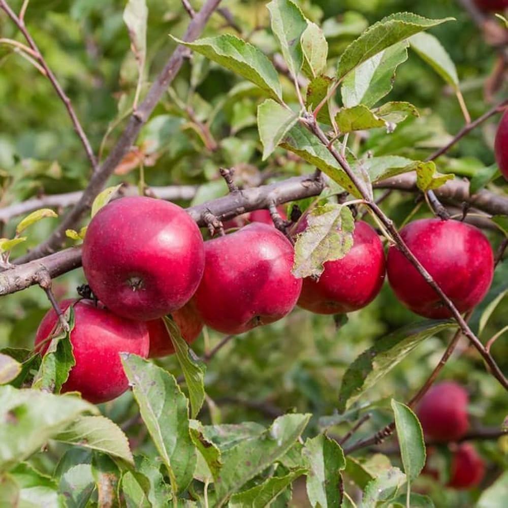Apple Fruit Seeds (Red) – Fresh Seeds for Planting Red Apple Trees