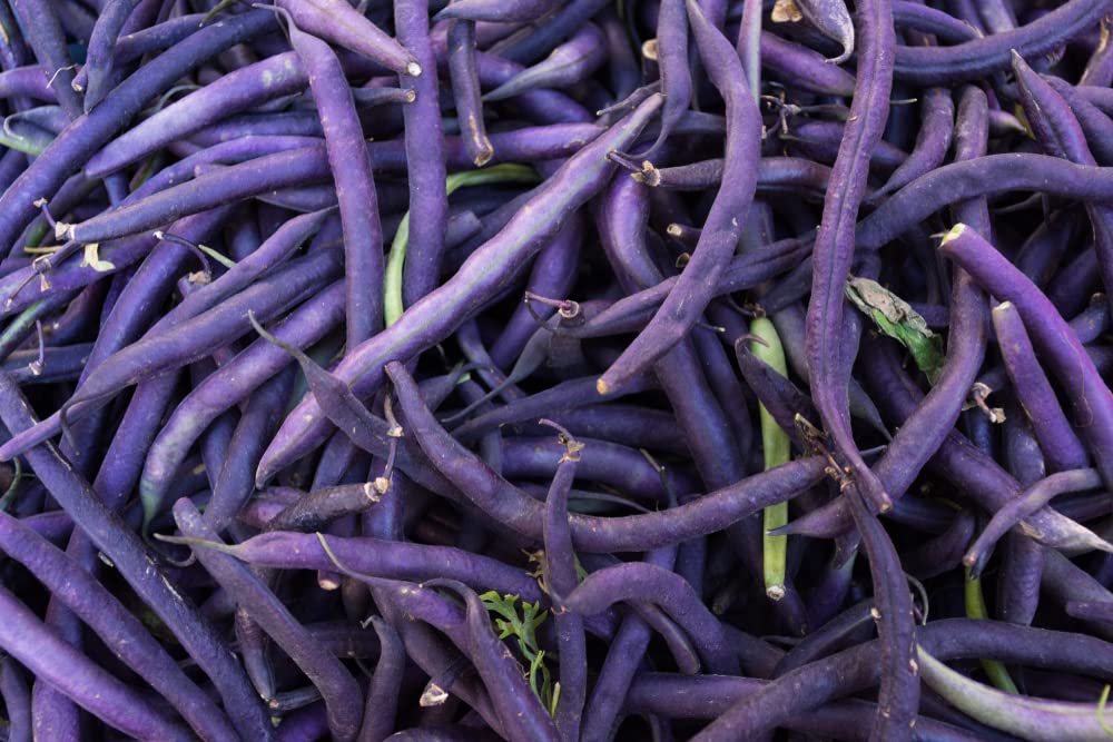 Royal Burgundy Bean – Phaseolus vulgaris seeds for planting