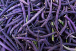 Royal Burgundy Bean – Phaseolus vulgaris seeds for planting