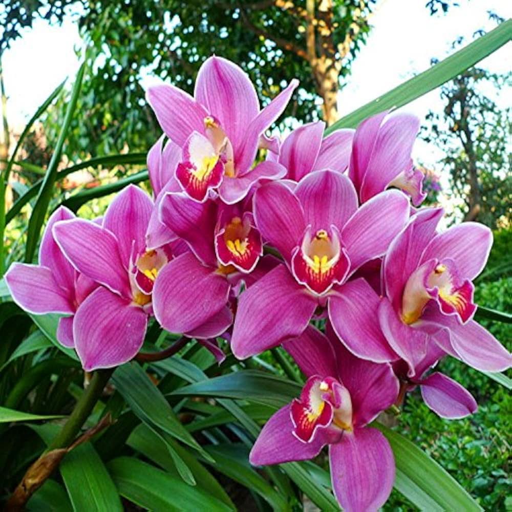 Chinese Cymbidium Mixed Varieties Rare Orchid Flower Seeds