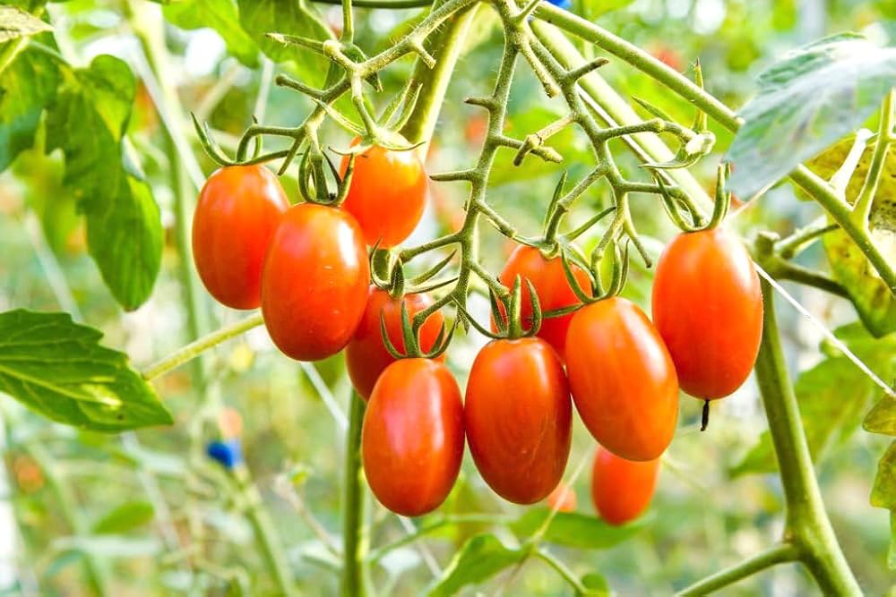 Tomato Seeds for Planting Solanum Lycopersicum mixed types vegetable patch patio planter