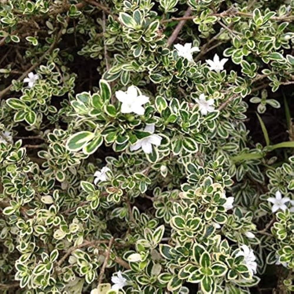 Snow Rose Flower Galanthus nivalis for planting in flower bed and home garden