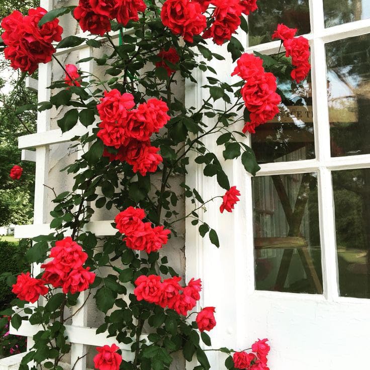 Mini Red Climbing Rose Seeds for Planting Home Garden Trellis Fence