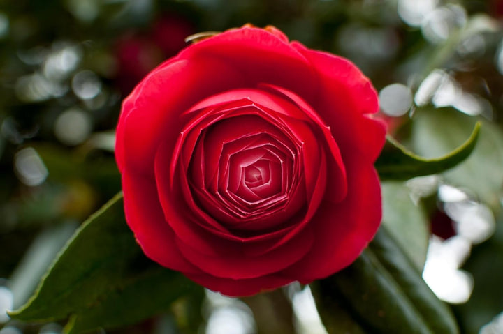 Camellia Flower Seeds for Planting, Heirloom, Non-GMO