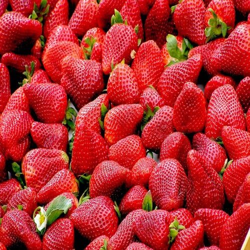 Red Strawberry Fruit - Heirloom, Non - Gmo Seeds