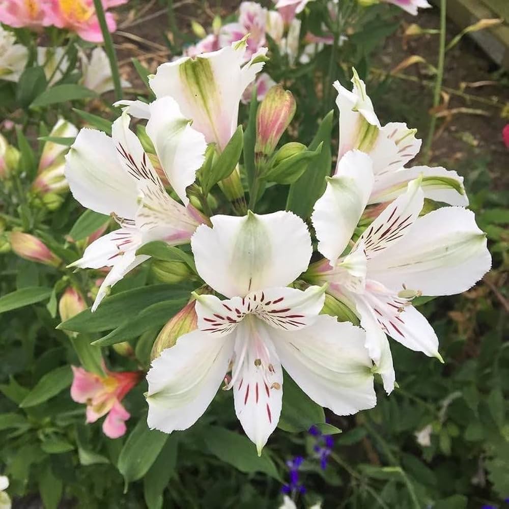 Peruvian Lily Alstroemeria Aurea, Flowering Seeds For Planting