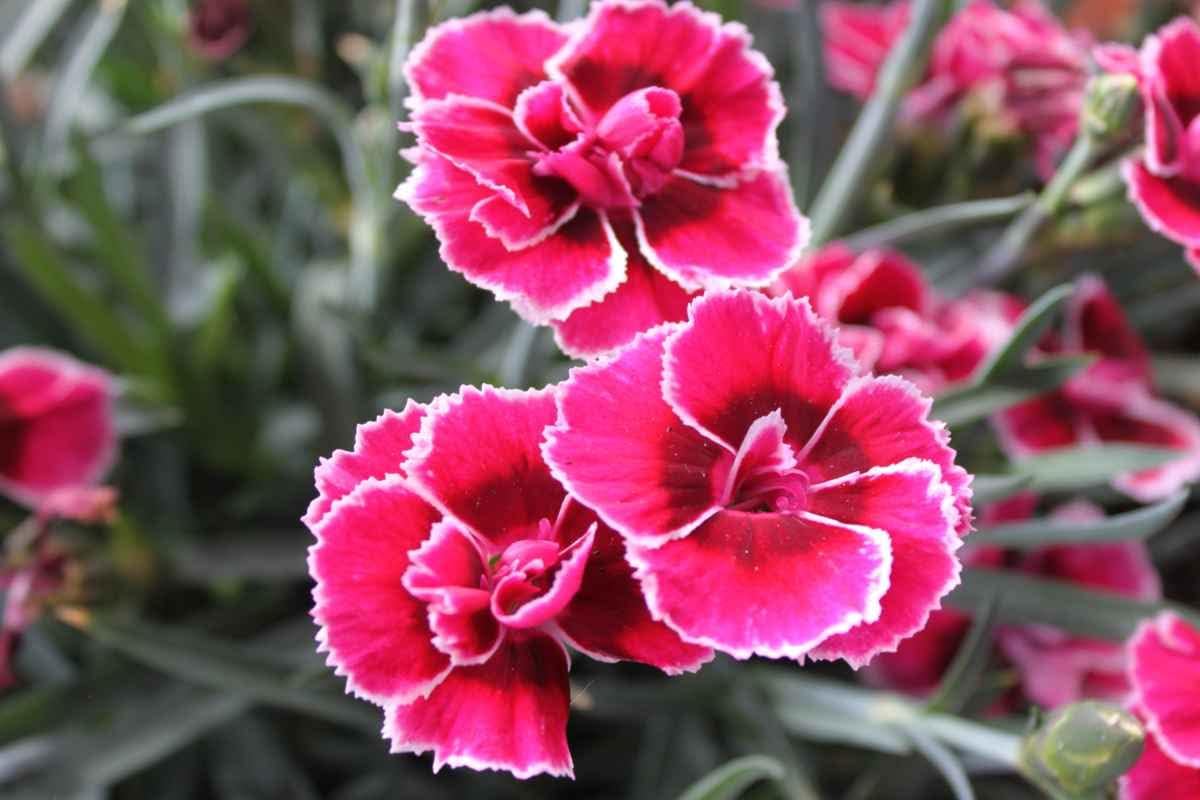 Heirloom Non-GMO Pink & Red Dianthus Flower Seeds for Garden Planting – Vibrant Fragrant Blooms