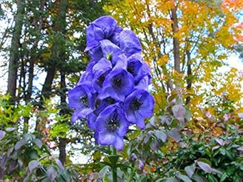 Blue Monkshood Flower Seeds for Planting - 100 seeds for planting in home garden