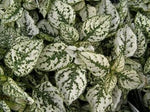 White Green Hypoestes Polka Plant Seeds for Planting - 100 seeds for planting in home garden
