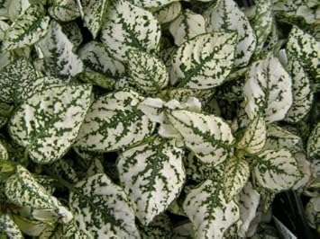 White Green Hypoestes Polka Plant Seeds for Planting - 100 seeds for planting in home garden