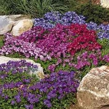 Organic Mixed Cress Flower Seeds for Planting – Heirloom, Non-GMO