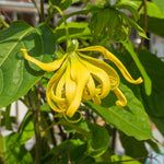 Odorata Flower Seeds for Planting - 100 seeds for planting in home garden