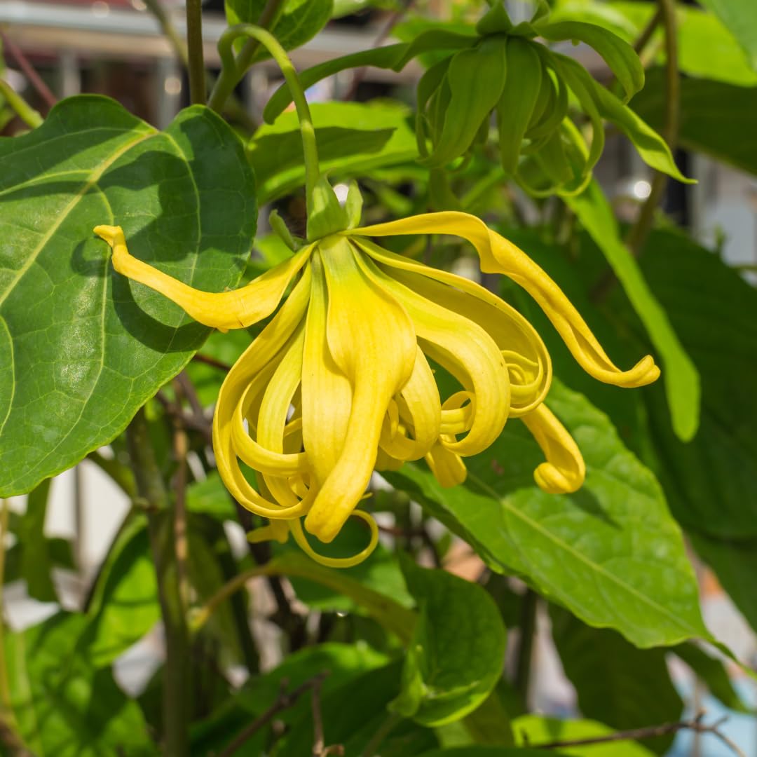 Odorata Flower Seeds for Planting - 100 seeds for planting in home garden