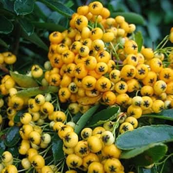 Pink Pyracantha Coccinea Fruit Seeds - Ornamental Berries for Your Yard