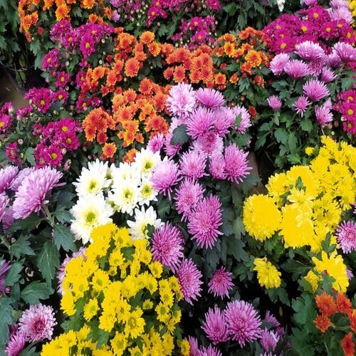 Mixed Chrysanthemum Flower - Heirloom, Non - Gmo Seeds