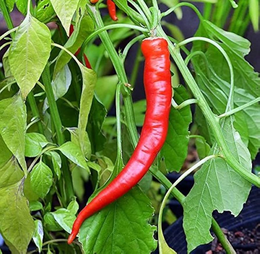 Cowhorn Pepper Vegetable Seeds for Planting