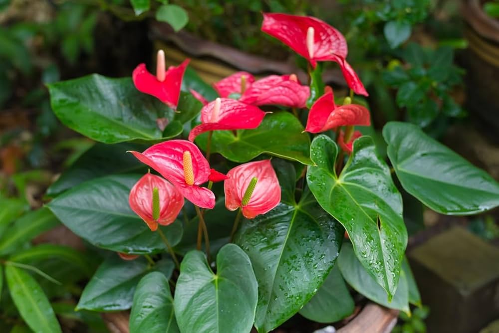 Anthurium Anthurium andraeanum flower seeds for planting in indoor pots and home garden corners