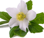 Helleborus Double Roses seeds for planting – perennial flowering plant seeds with double-layered pink, white, and purple blooms, suitable for woodland gardens, borders, and shaded landscapes