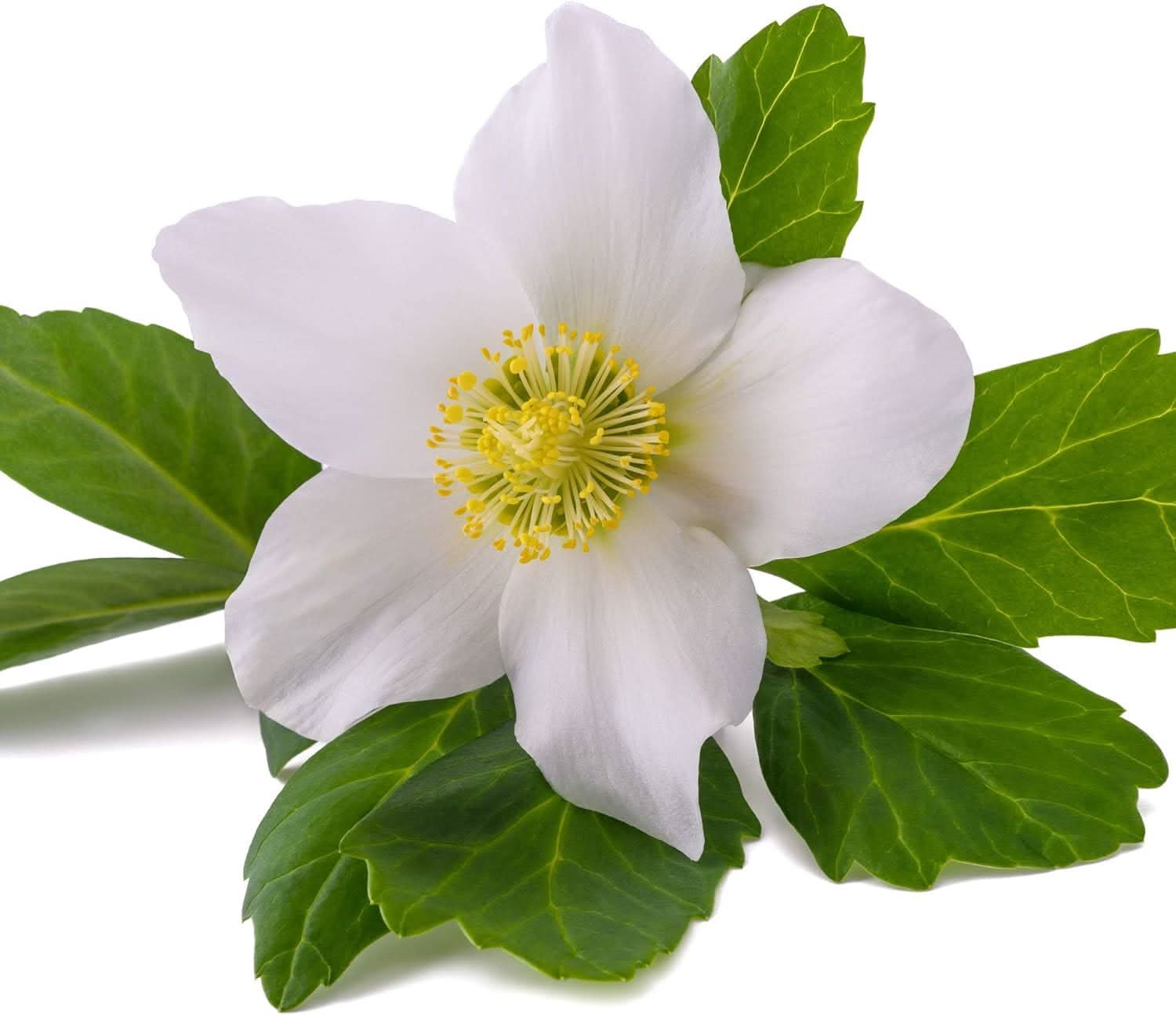 Helleborus Double Roses seeds for planting – perennial flowering plant seeds with double-layered pink, white, and purple blooms, suitable for woodland gardens, borders, and shaded landscapes