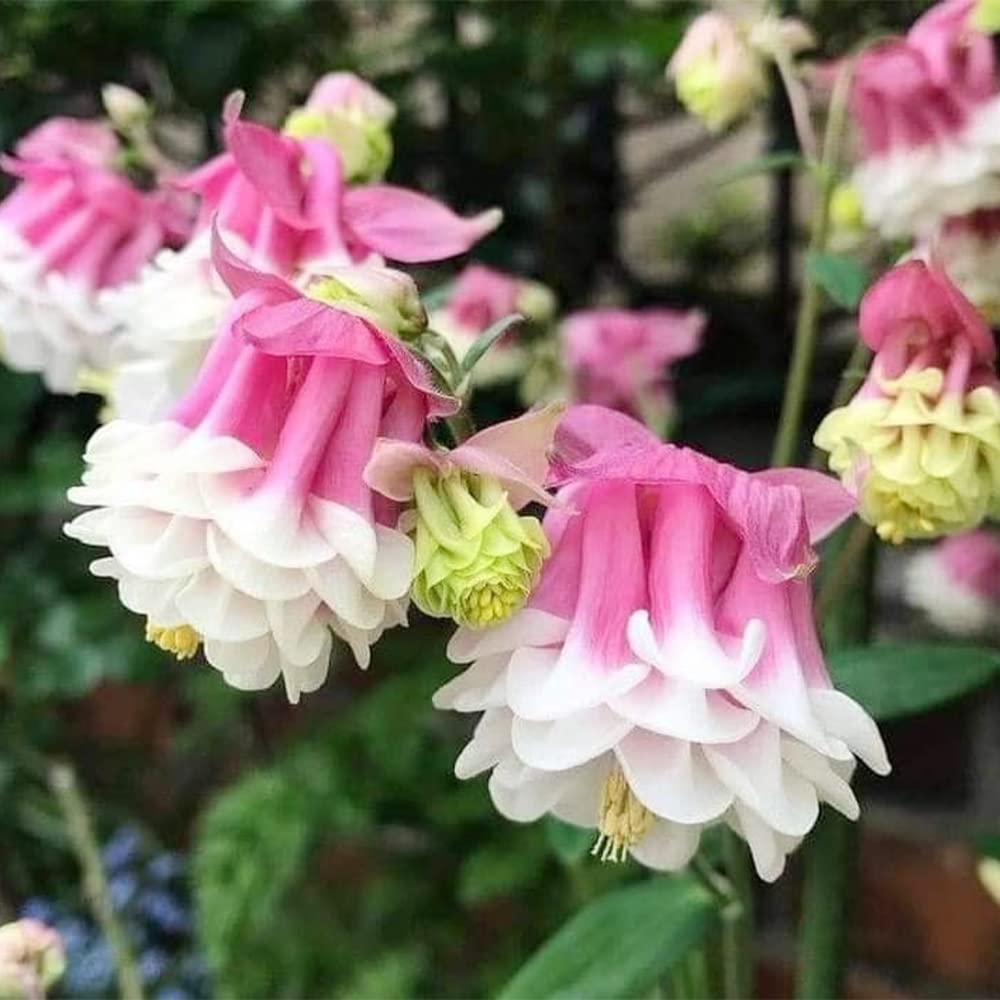 Pink Petticoat Columbine Aquilegia Flower Seeds – Frilly Pink-Edged Blooms with Elegant Form