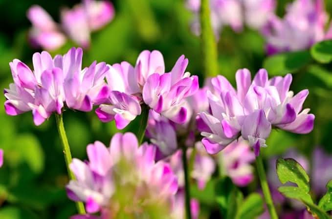 Chinese Milk Vetch Astragalus Sinicus Flower Seeds for Planting in Backyard Gardening and Cover Crop Beds