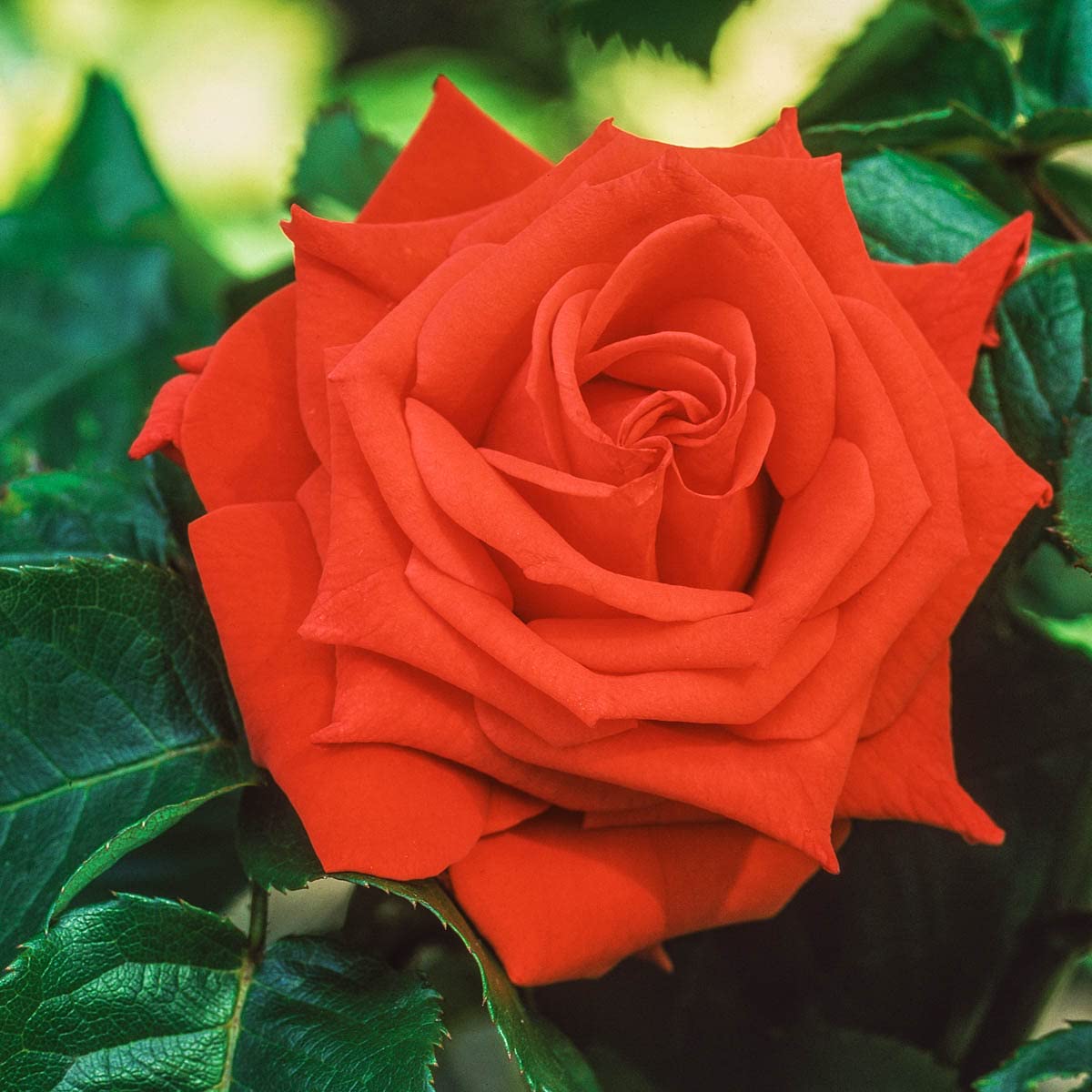 Tropicana Tea Rose Seeds for Planting Rosa hybrid for Flower Bed and Home Garden