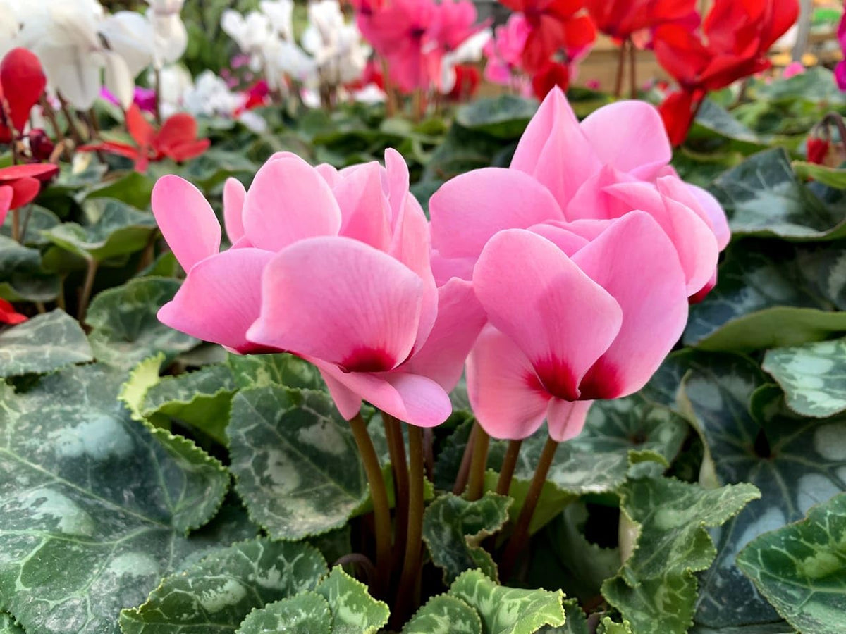 Cyclamen Persicum Laser Synchro Lila flower seeds for planting in shaded garden or indoor pots