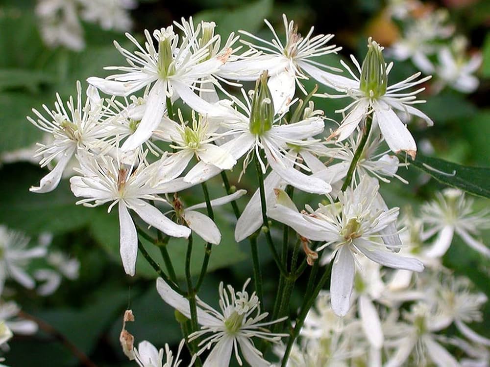 Clematis alpina Jungfrau Flowering Seeds For Planting in vertical garden or trellis spaces