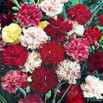 Dianthus Sonata Plumarius mix flower seeds