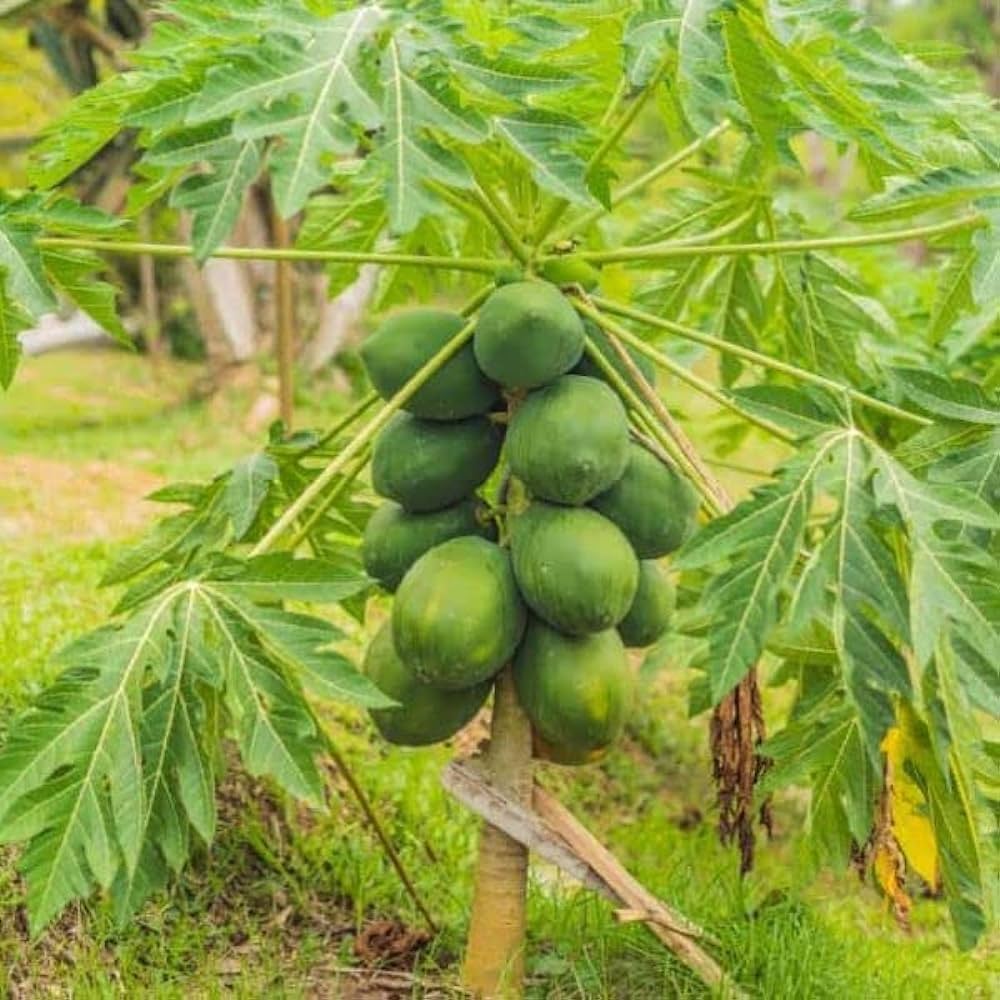 Pawpaw Tree Seeds for Planting Asimina triloba for edible landscapes and native gardens